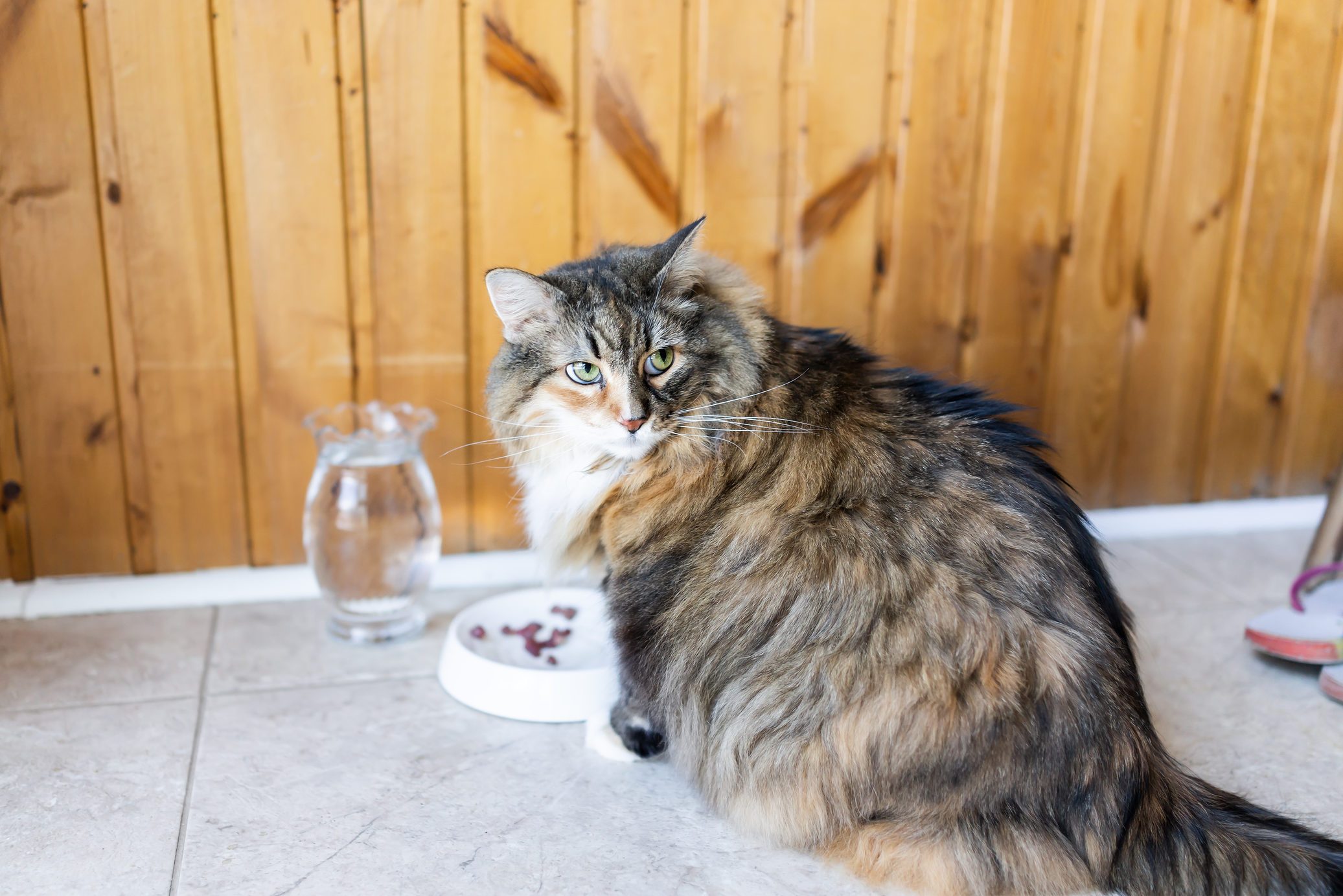 Closeup of calico maine coon cat sitting eating angry large big eyes hungry facial expression funny, sunny day kitchen, water, meat in bowl