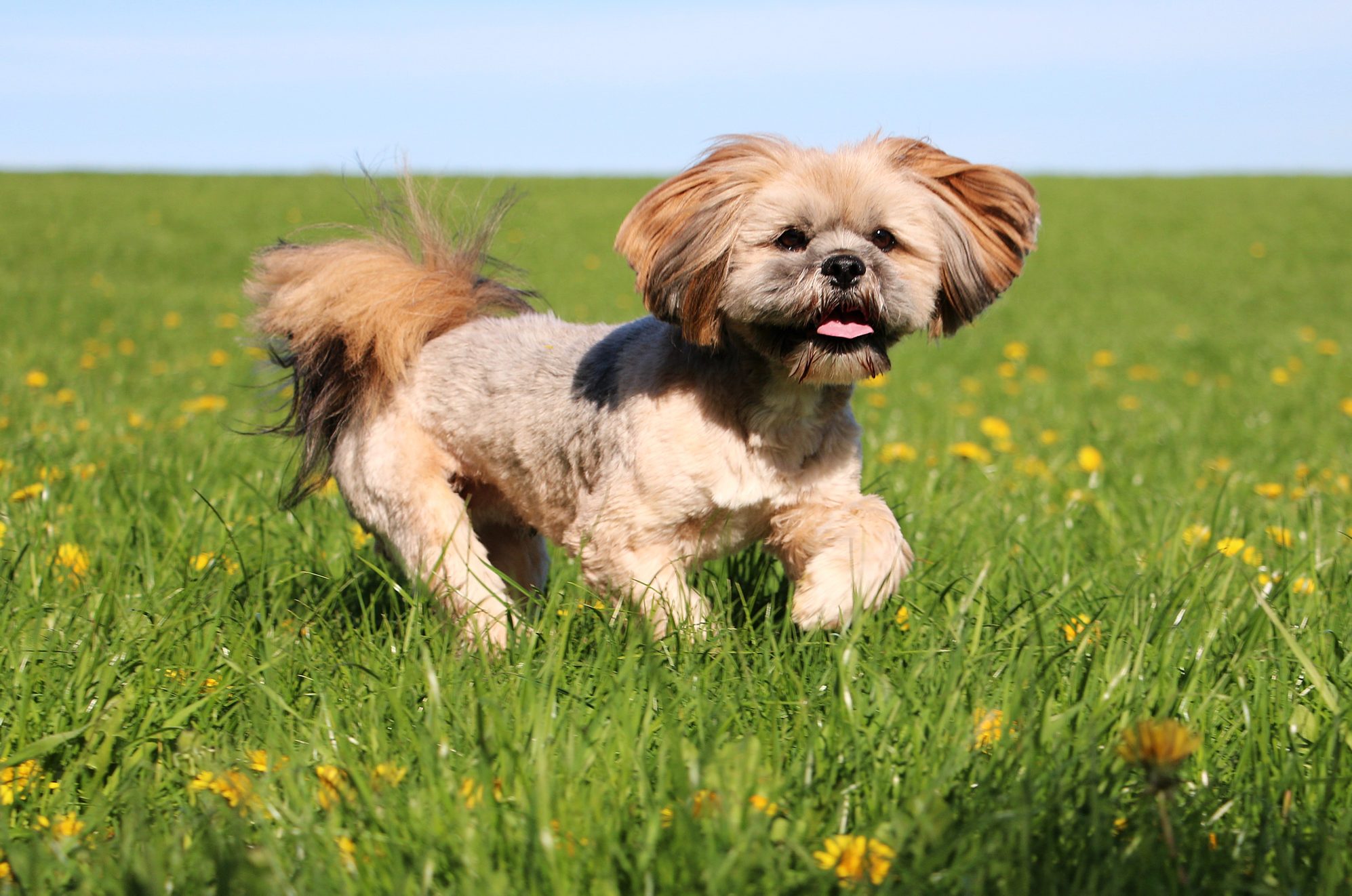 running lhasa apso outside on a sunny day