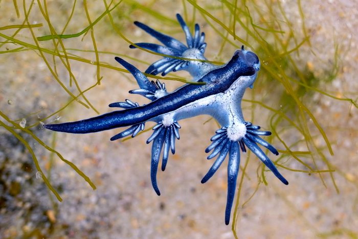 Blue Dragon, Glaucus Atlanticus, Blue Sea Slug