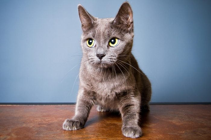 Anxious gray Cat standing on a wood floor against a blue wall