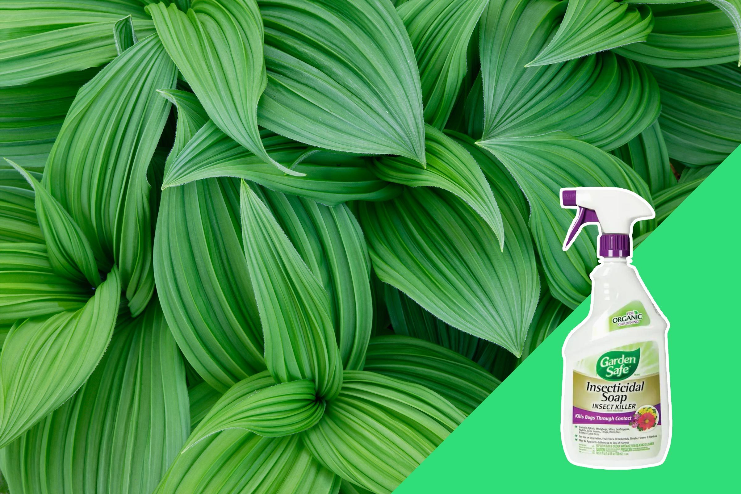Plants and plant-cleaning supplies