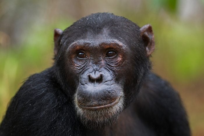 Eastern chimpanzee male 'Fudge' aged 17 years portrait