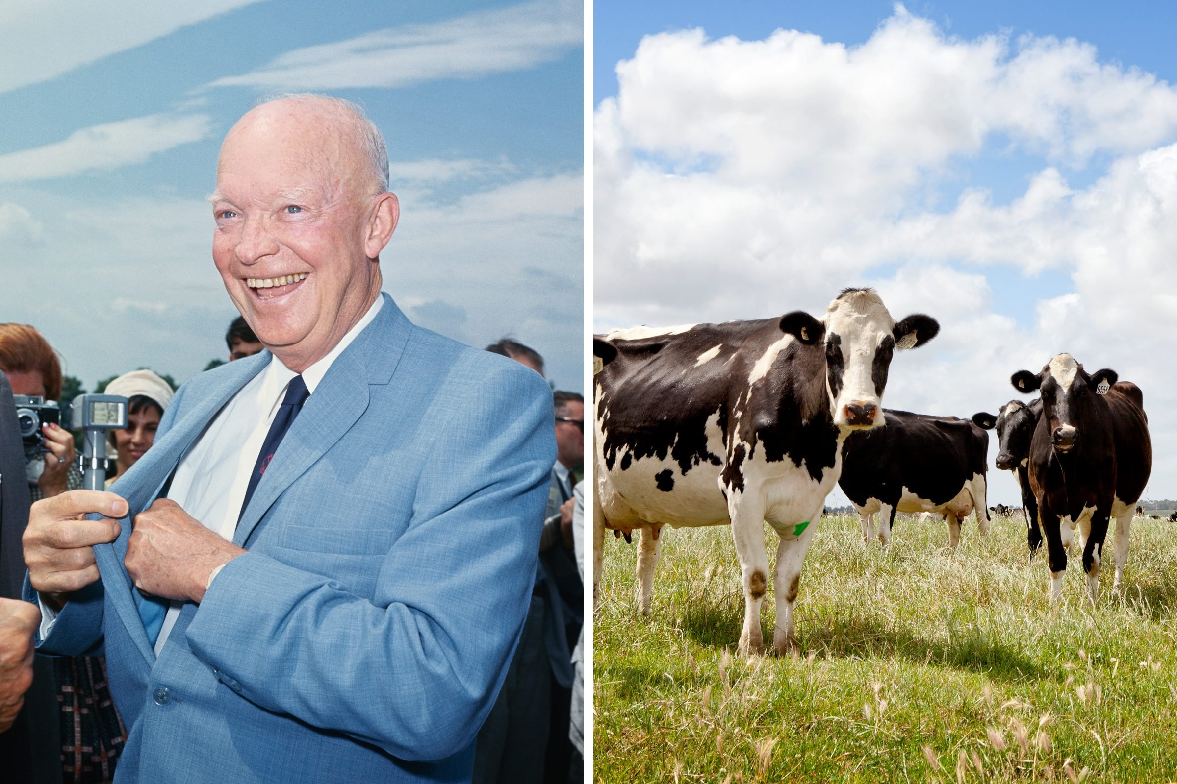 Dwight D. Eisenhower: Cattle farmer