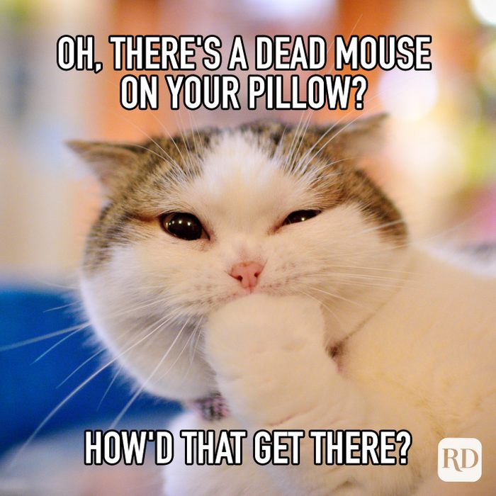 Oh Theres A Dead Mouse On Your Pillow Howd That Get There Meme