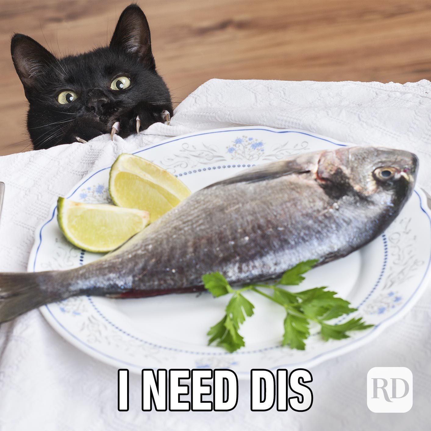Image of cat looking at fish that says "i need dis"
