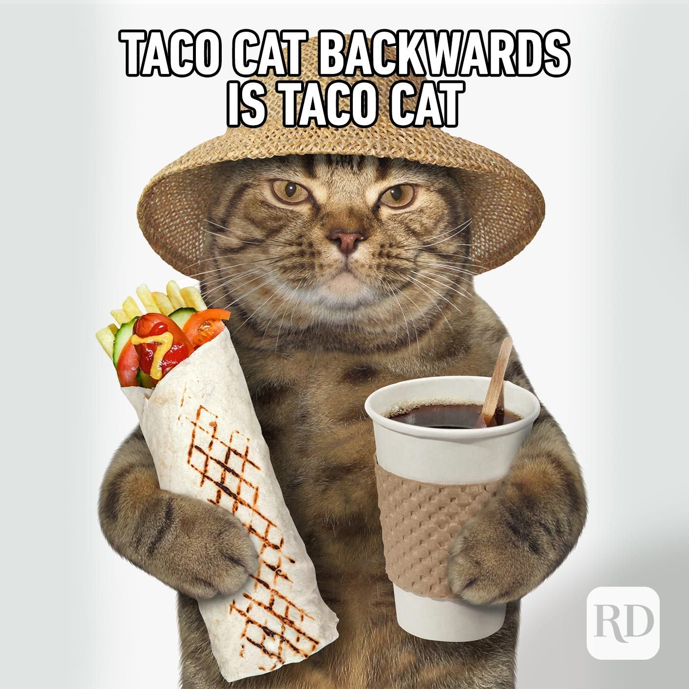 Image of cat holding a taco and a coffee. Meme text: Taco cat backwards is taco cat.