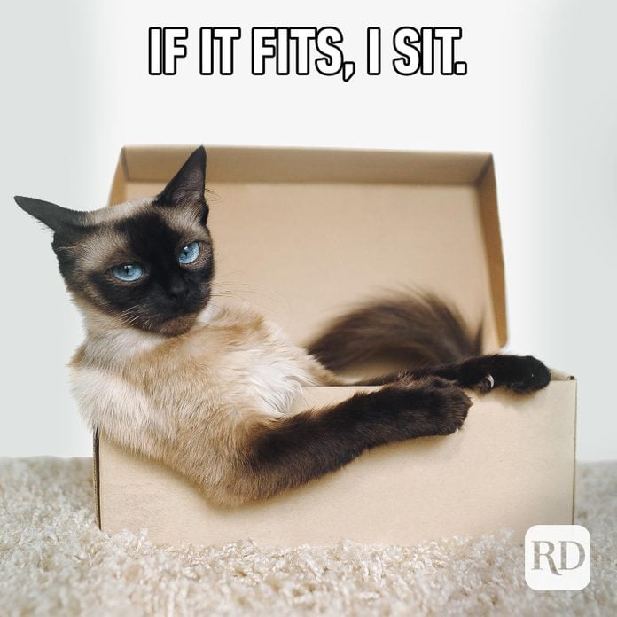 Image of cat in a box. Meme text: If it fits, I sit.