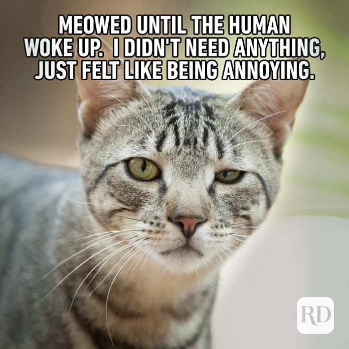Image of cat with one eye open. Meme text: Meowed until the human woke up. I didn't need anything, I just felt like being annoying.