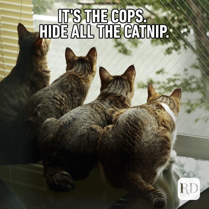 Image of cats sitting in the window, looking out. Meme text: it's the cops. Hide the catnip.