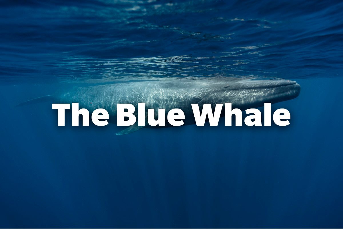 The blue whale