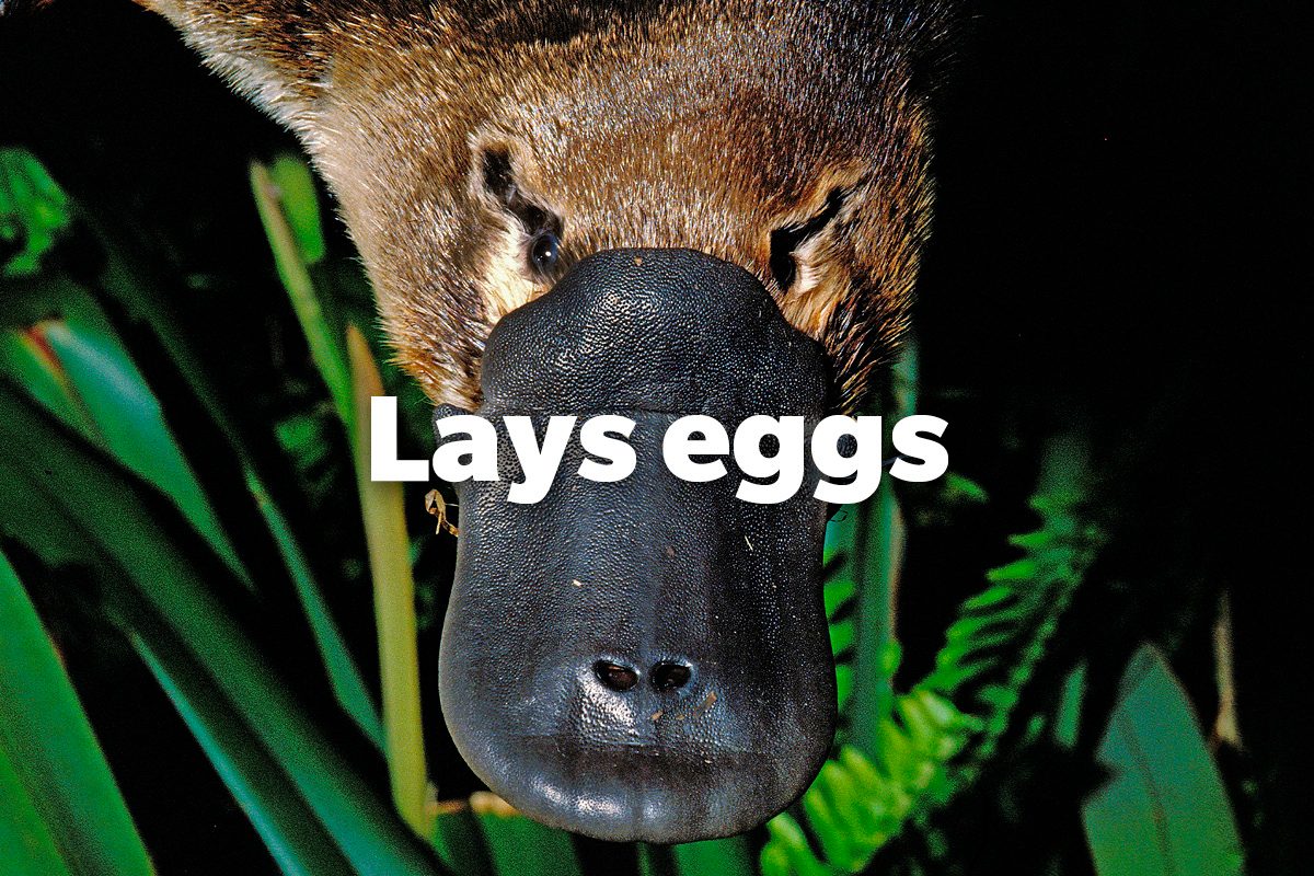 Lays eggs