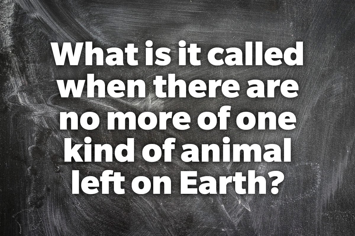 What is it called when there are no more of one kind of animal left on Earth?