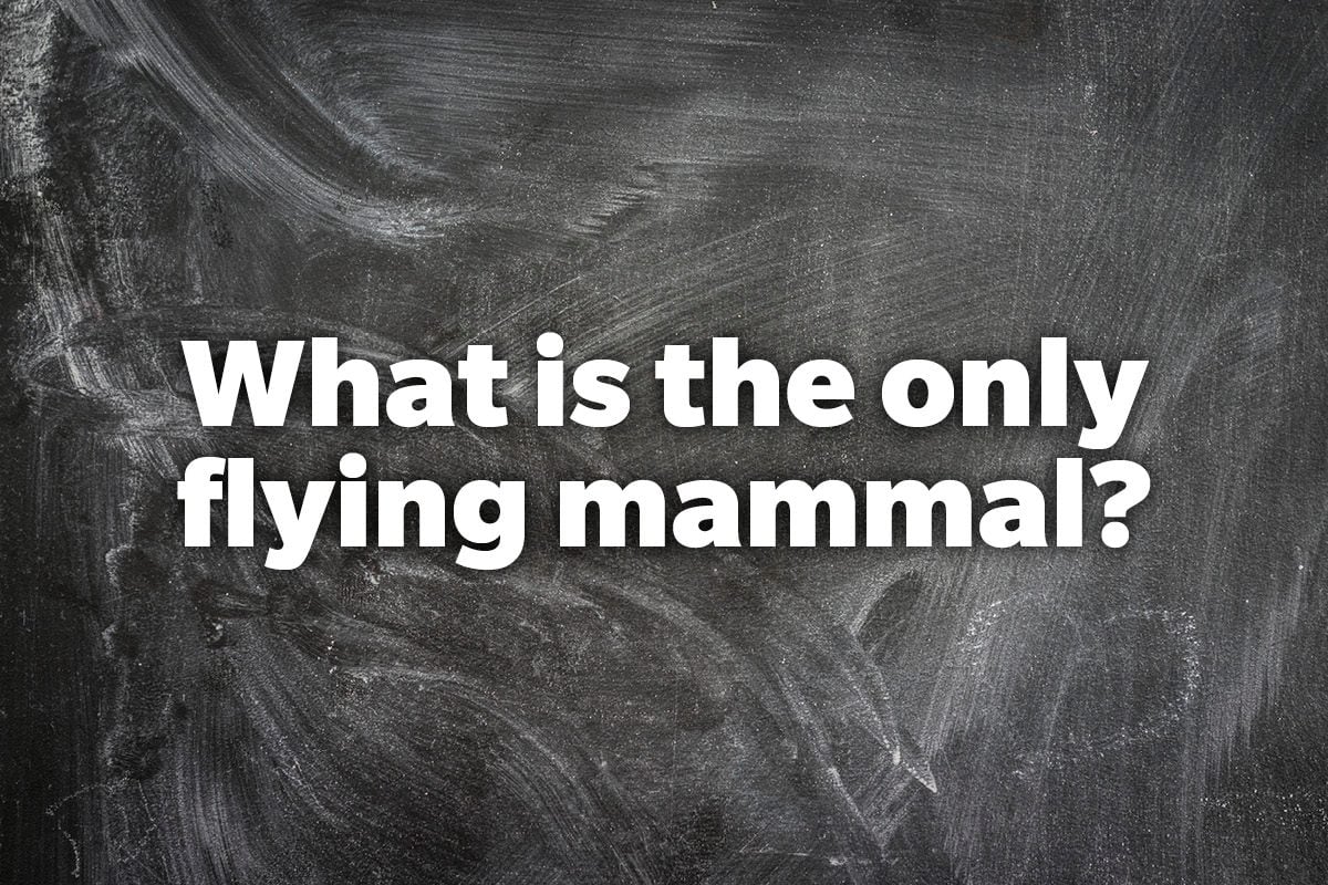 What is the only flying mammal?