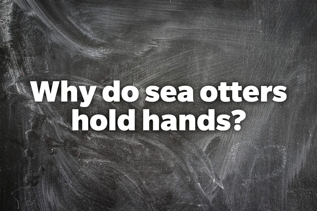 Why do sea otters hold hands?