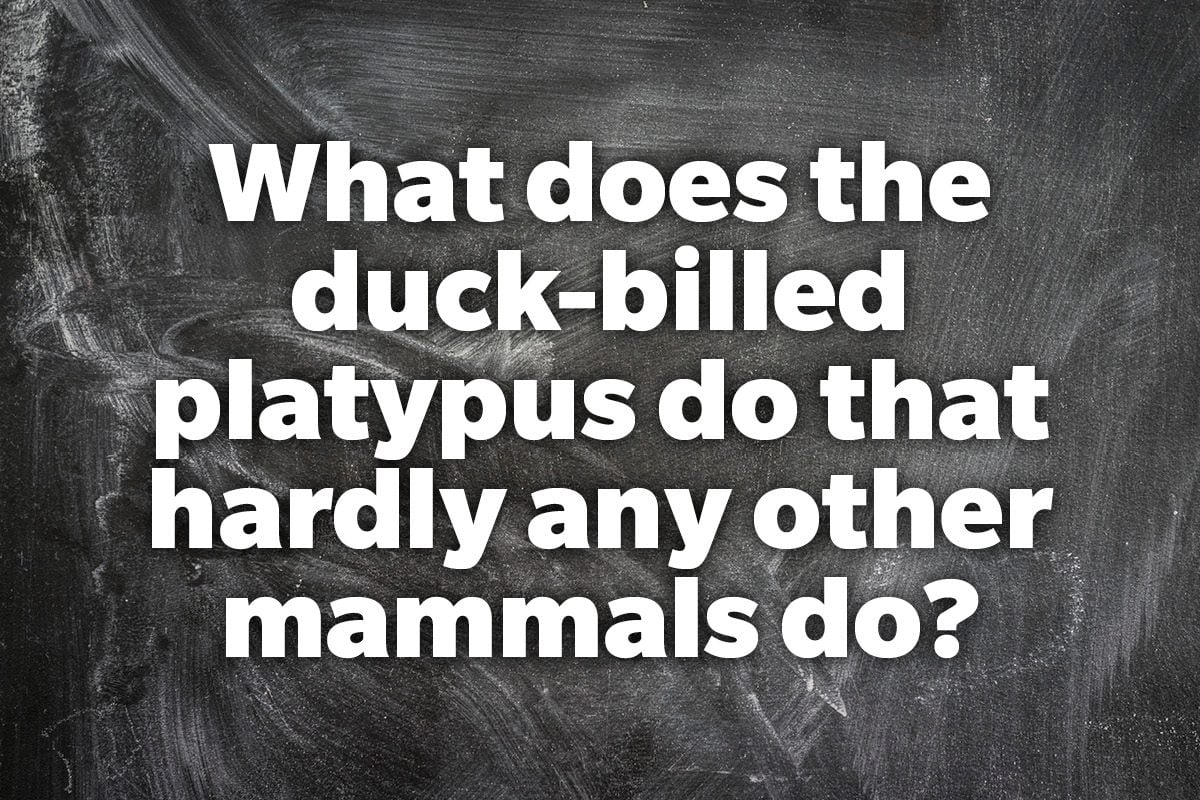 What does the duck-billed platypus do that hardly any other mammals do?