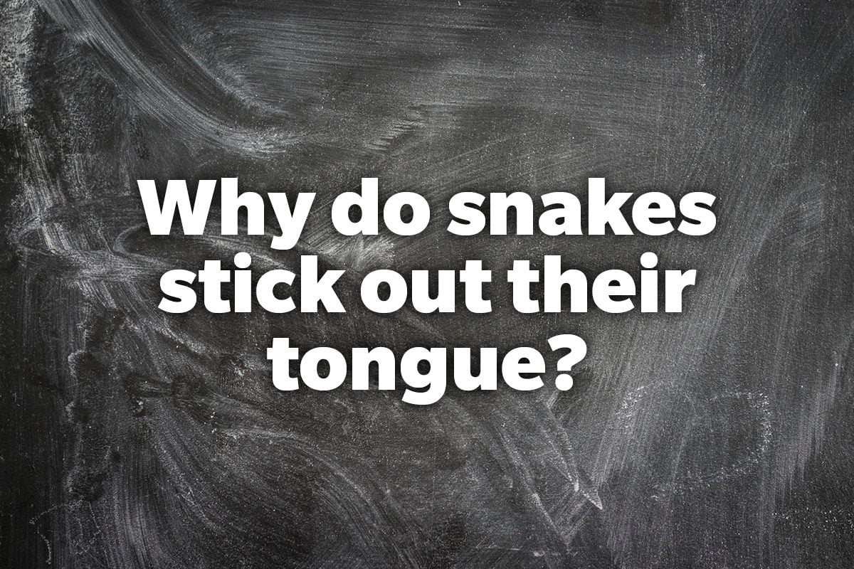 Why do snakes stick out their tongue?