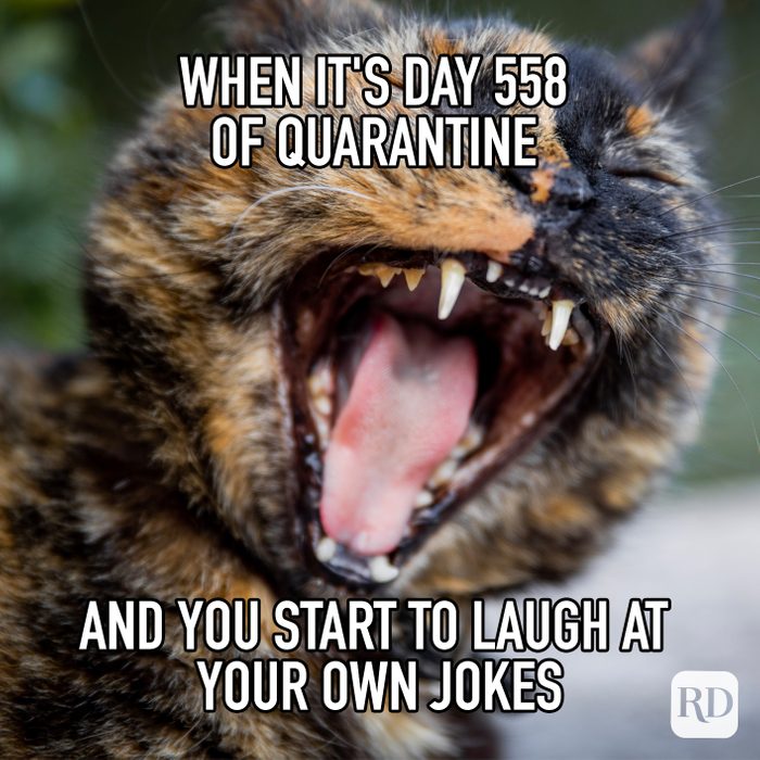 When Its Day 558 Of Quarentine And You Start To Laugh At Your Own Jokes Meme