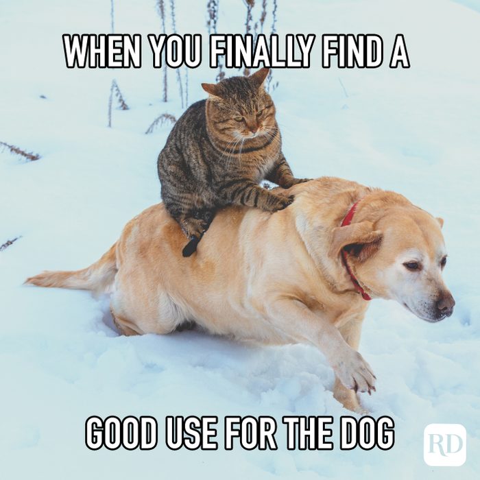https://www.rd.com/wp-content/uploads/2020/11/when-you-finally-find-a-good-use-for-the-dog-meme.jpg?resize=700,700