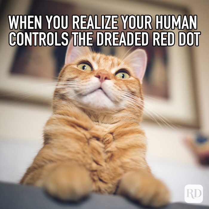 When You Realize Your Human Controls The Dreaded Red Dot Meme