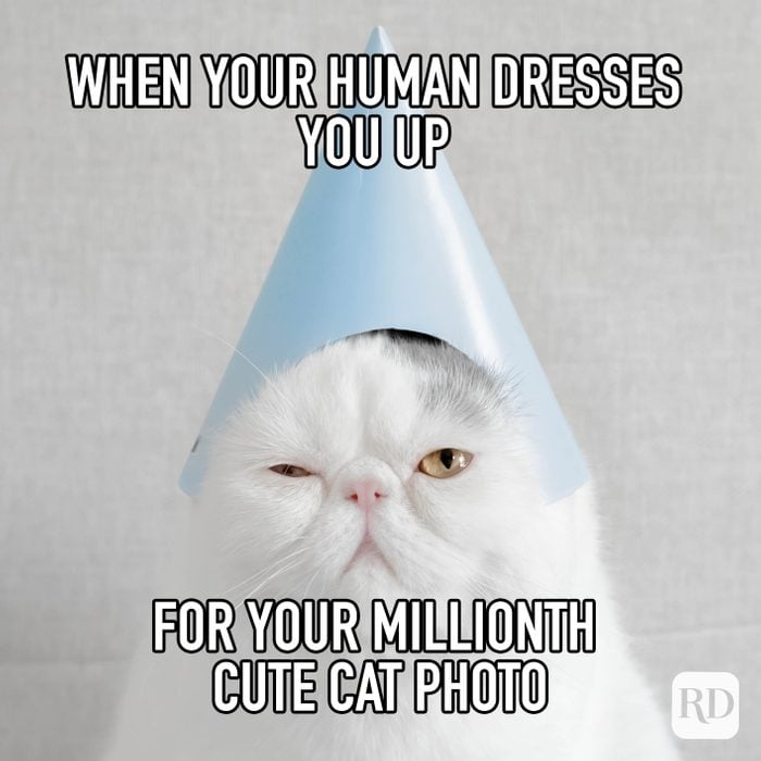 When Your Human Dresses You Up For Your Millionth Cute Cat Photo Meme