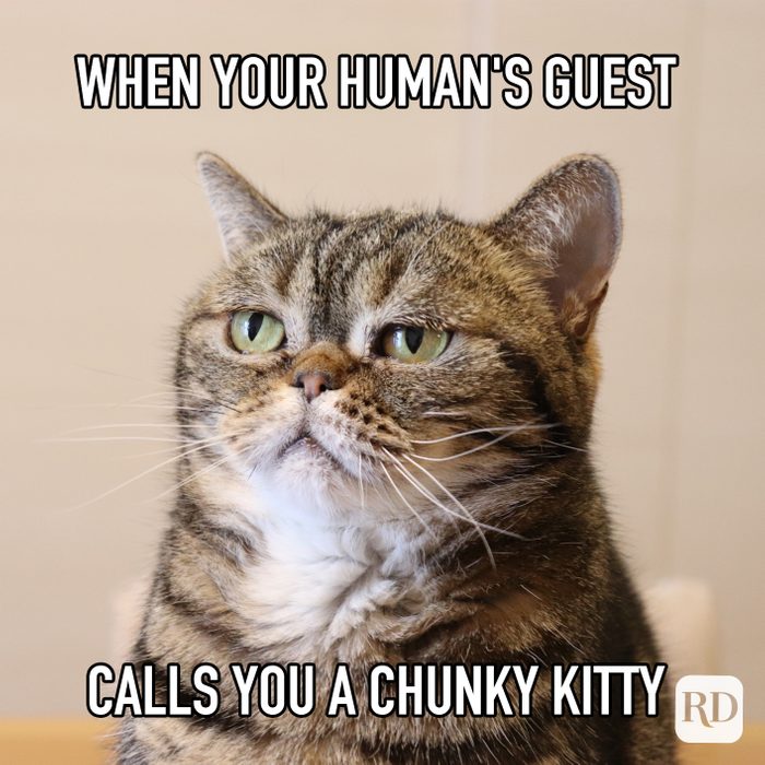 When Your Humans Guest Calls You A Chunky Kitty Meme