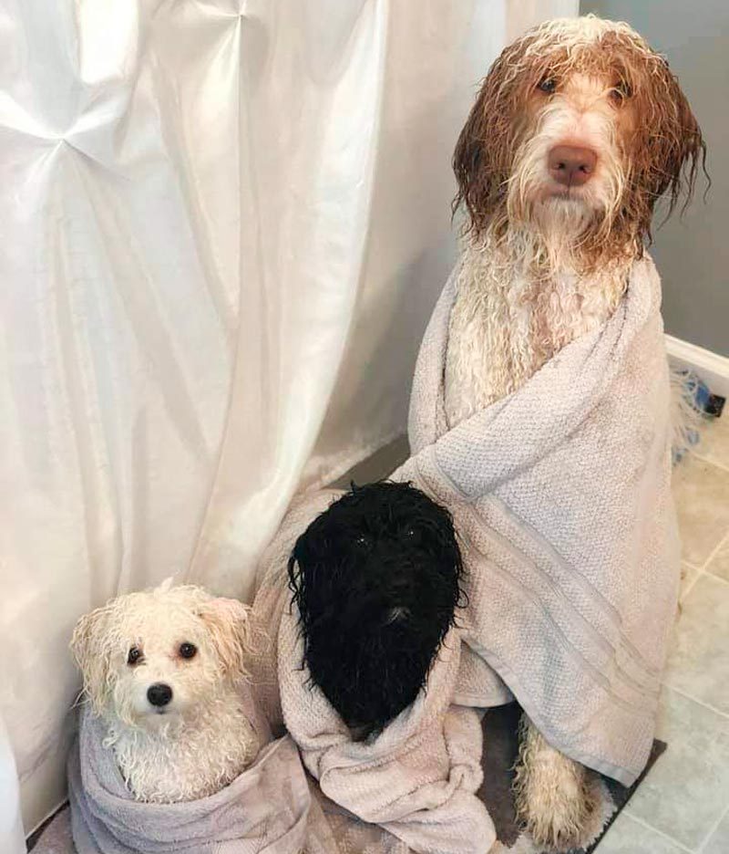 one large wet dog and two small wet dogs wrapped in towels in the bathroom