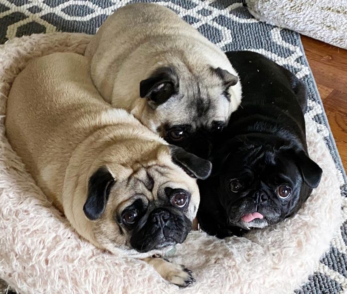 three dogs forming a pile on one dog bed