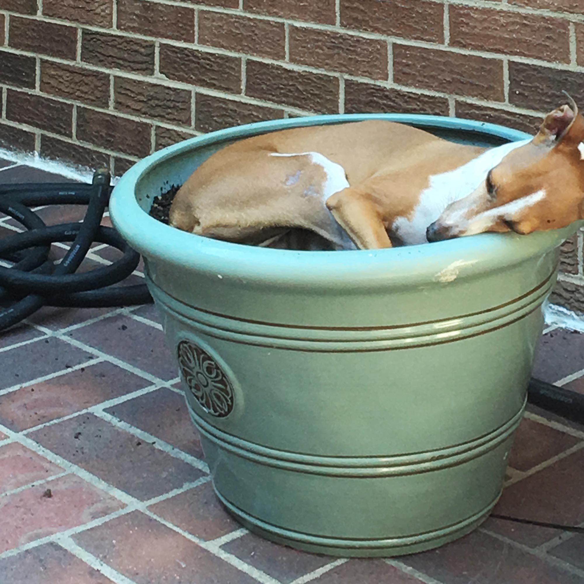a medium sized dog sleeping in a large planter outside on a brick patio