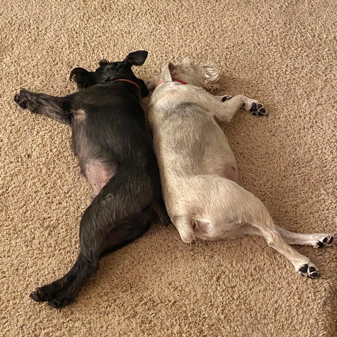 two dogs sleeping back to back on the rug