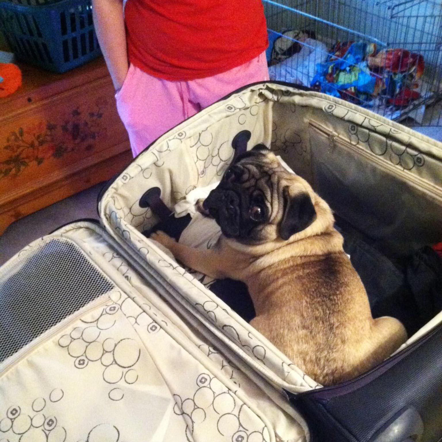 small dog sitting in a suitcase