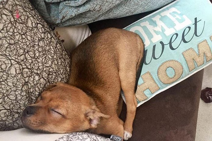 small dog sleeping on the couch among pillows in a seemingly-uncomfortable position