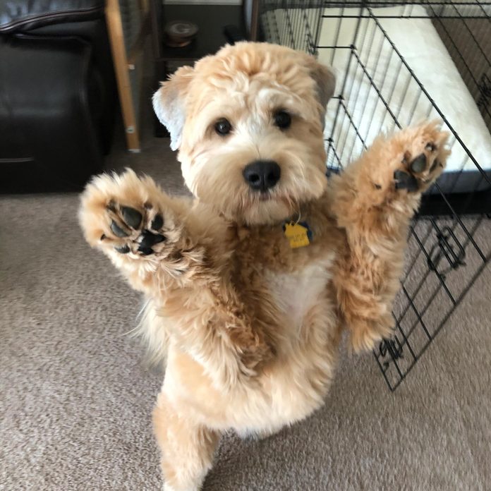 dog standing on two legs with his front paws up in the air