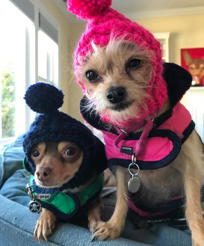 two small dogs sitting on the couch dressed to go out in cold weather with neck warmers and hats with pom poms on top