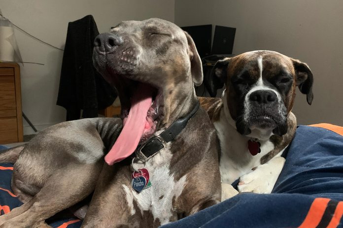 two dogs cuddled together. one dog is yawning.