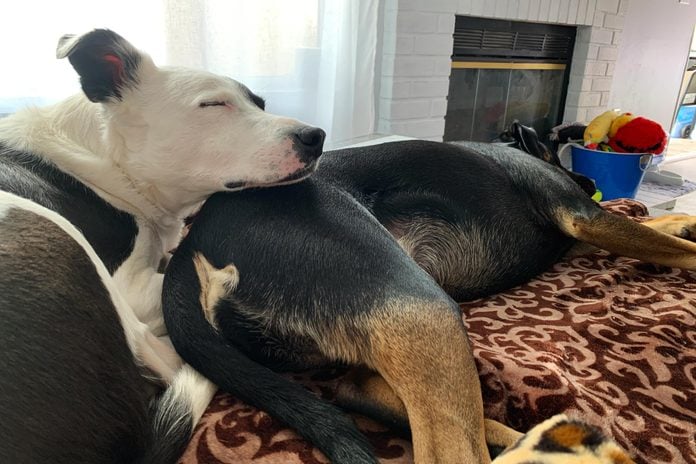two dogs sleeping on the couch; one dog's head is resting on the other dog's butt