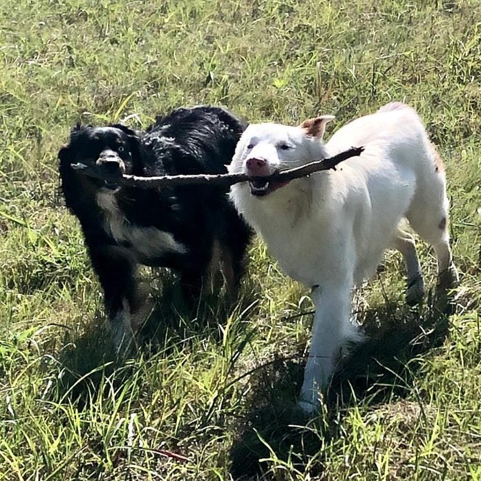 two dogs carrying one stick