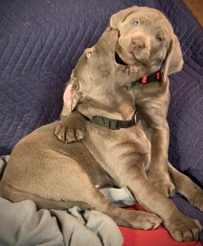 two puppies sitting together; one has the other's face in his mouth