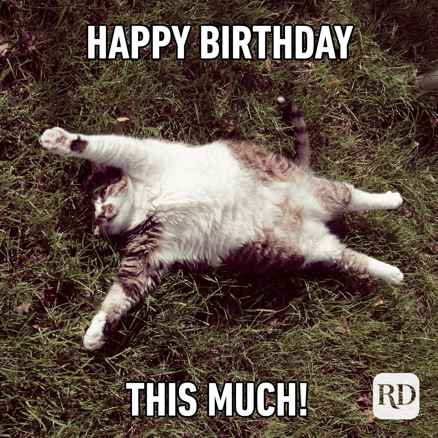 Birthday Meme Cat - KAMPION