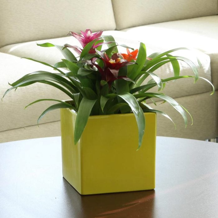 Bromeliad house plant