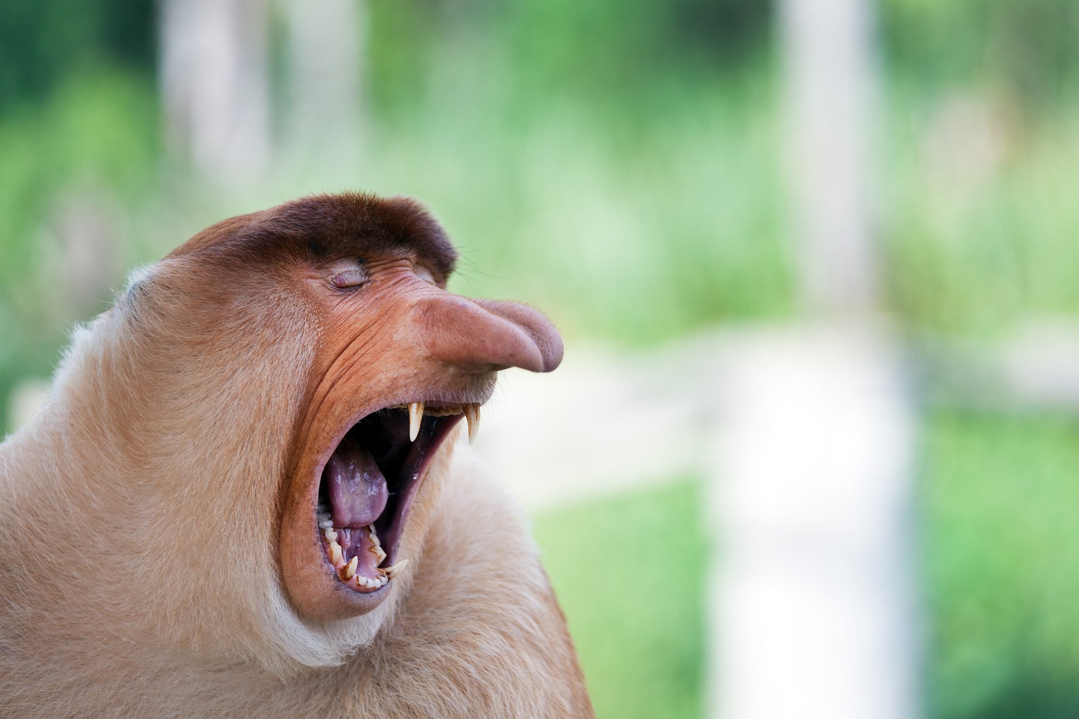 Long nose monkey yawning, Sabah, Borneo, Malaysia
