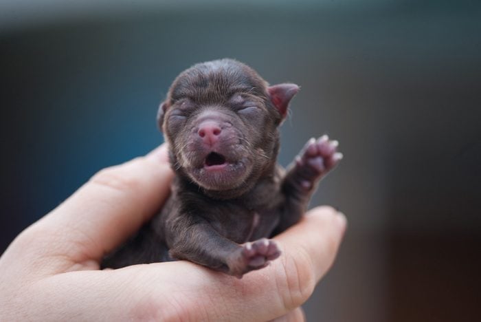 Newborn chihuahua puppy in hand