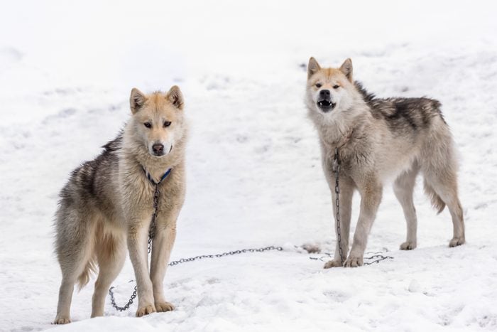 Two Northern Inuit dogs standing in the snow outside