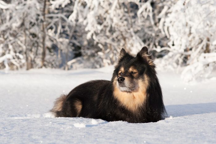 Finnish Lapphund dog in the snow