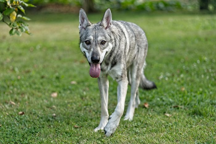 Saarloos wolfdog standing on grass outside