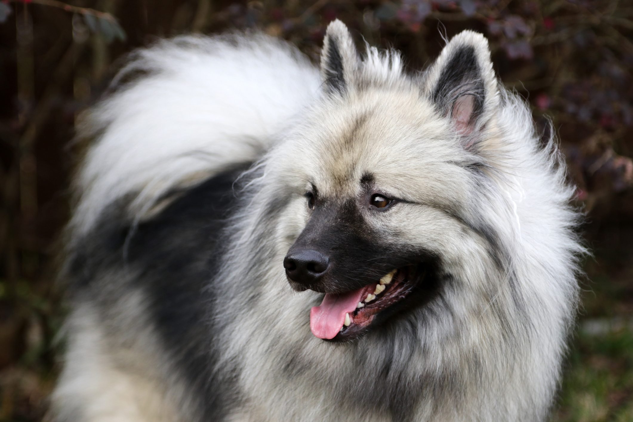 13 Dogs That Look Like a Fox | Reader's Digest