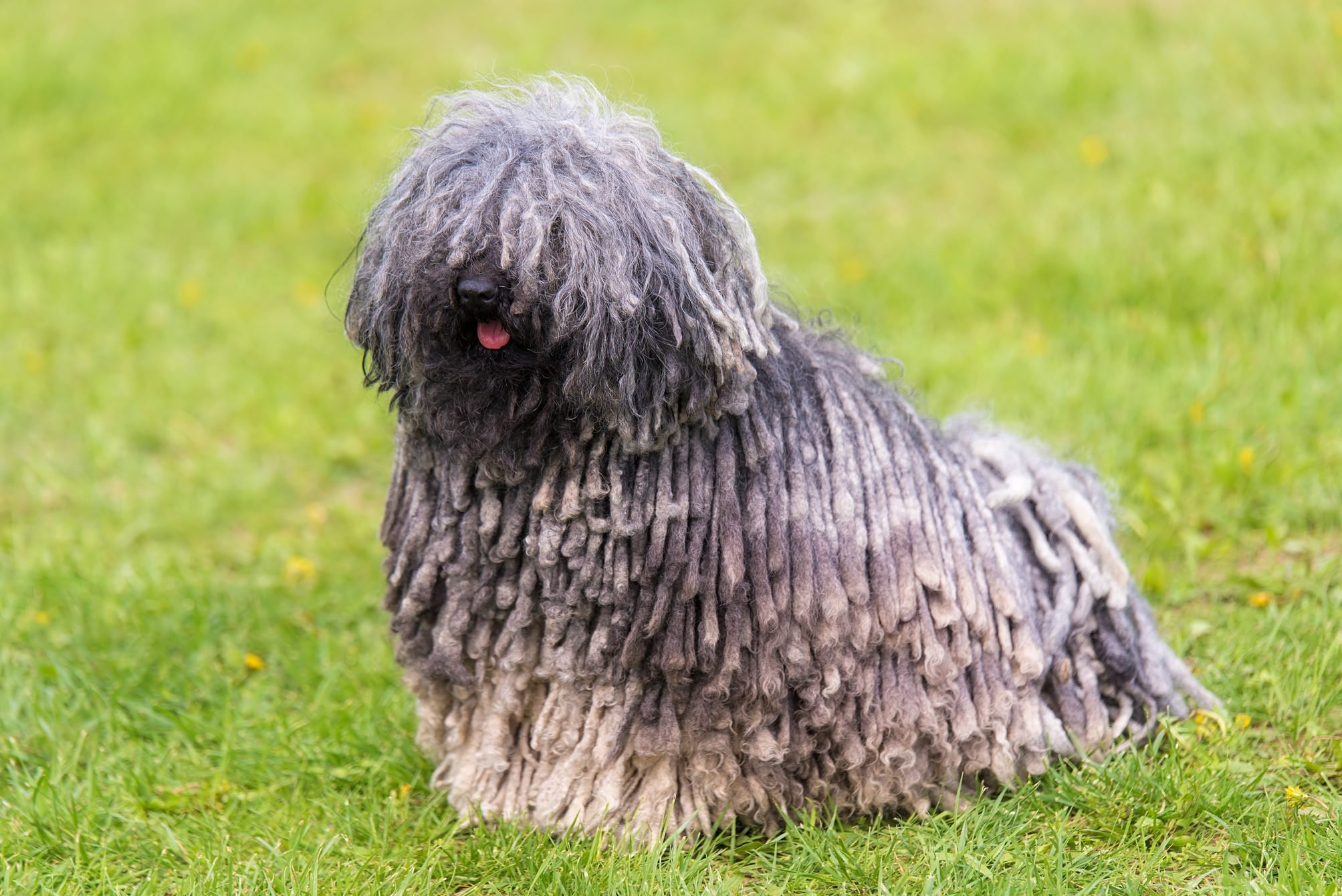Gray hungarian puli dog in the park