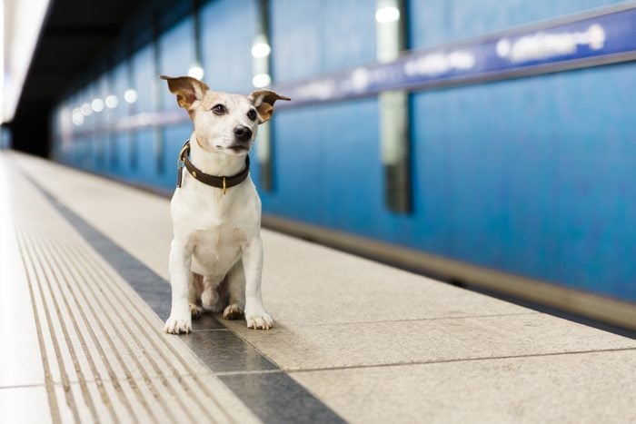 dog waiting for owner at rail train station