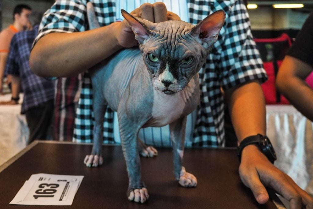 International cat show in Jakarta