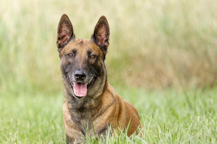 Belgian Malinois laying down in grassy field
