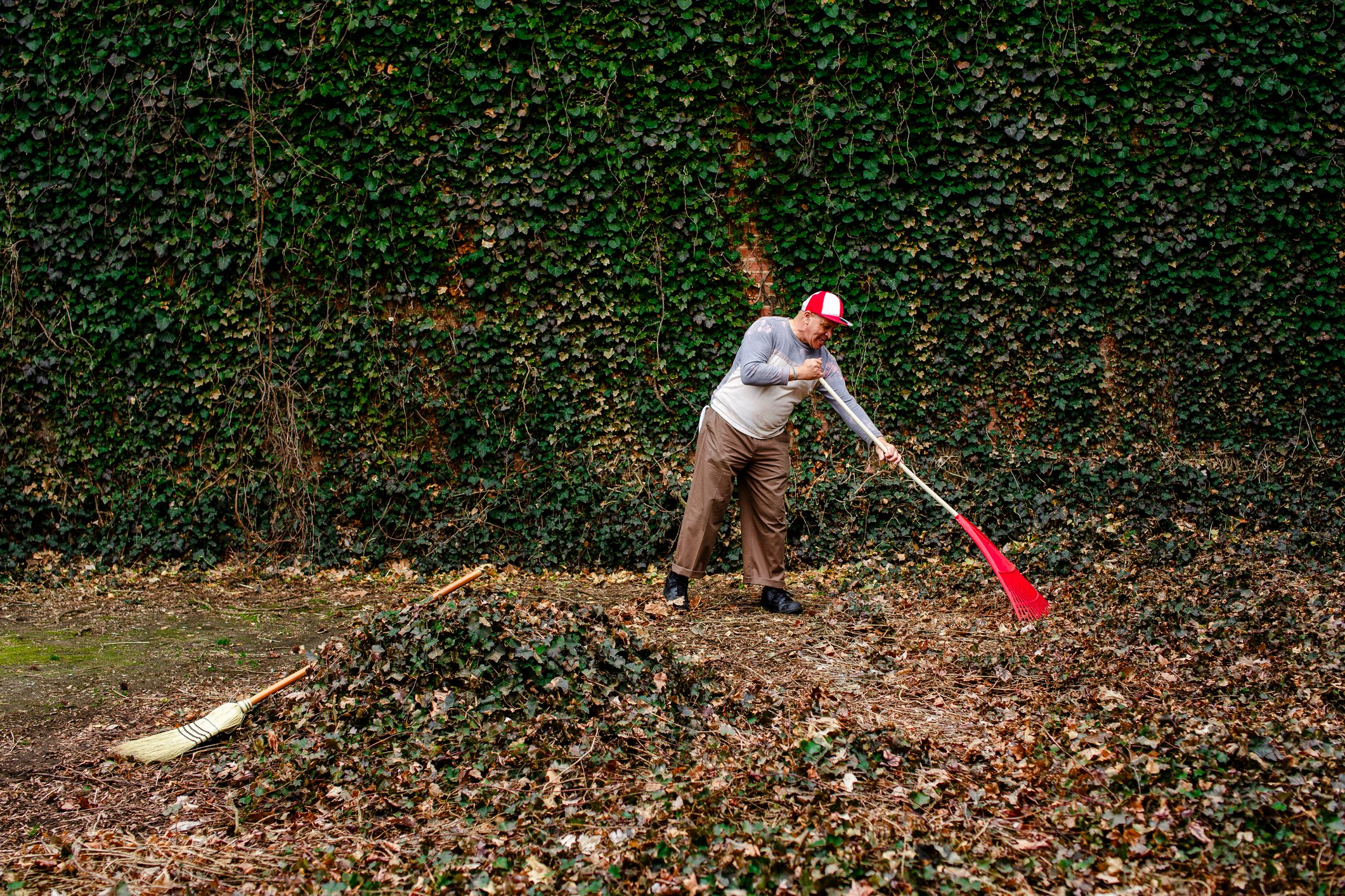Side view of a senior man carrying a red rake in front of an ivy wall